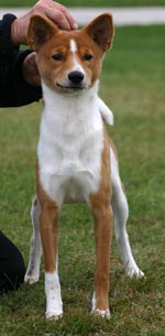 Avongara Akua