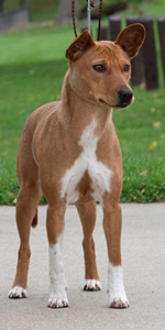 Elle du Congo