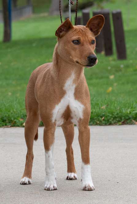 Elle du Congo