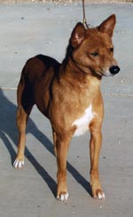 Avuvi Enagnon