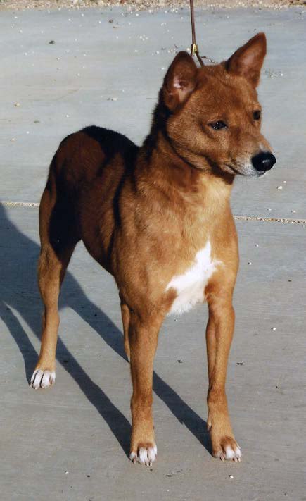 Avuvi Enagnon