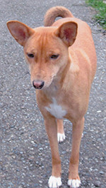Avongara Kiri