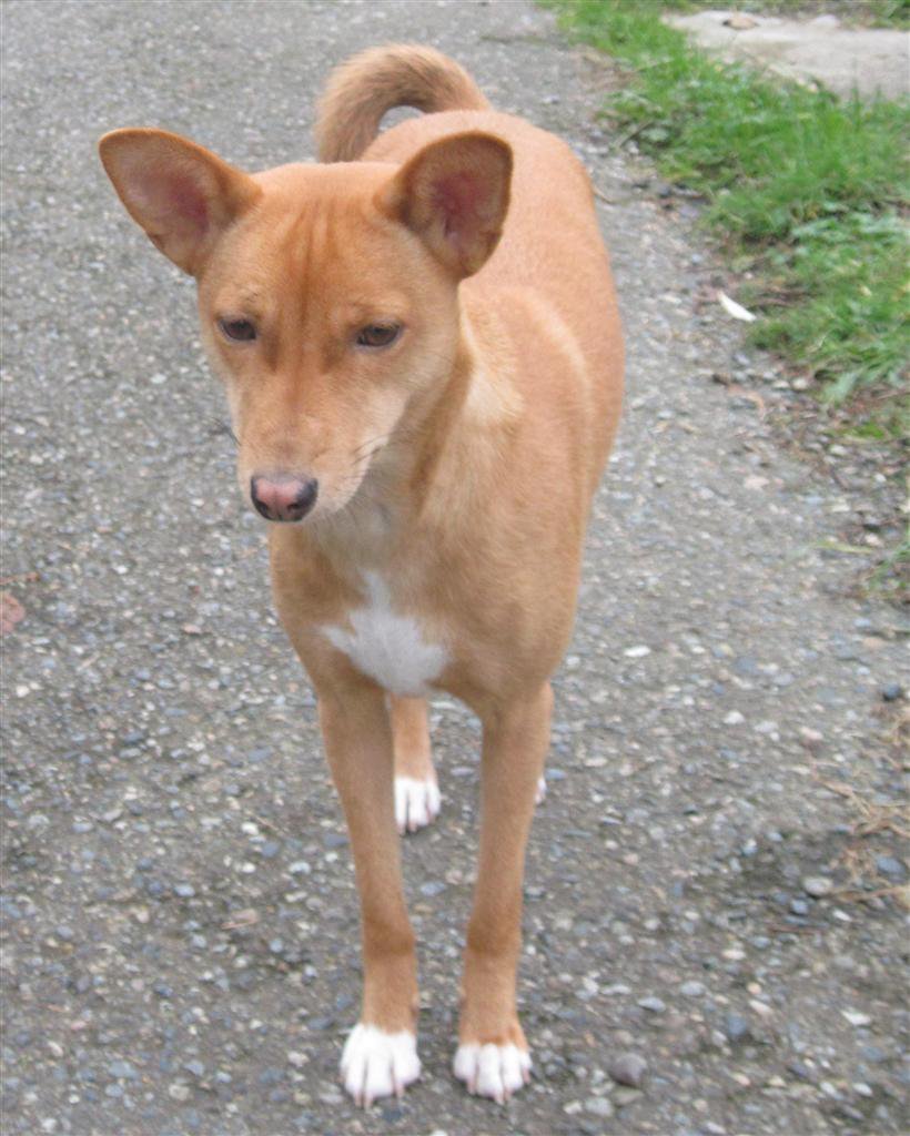 Avongara Kiri