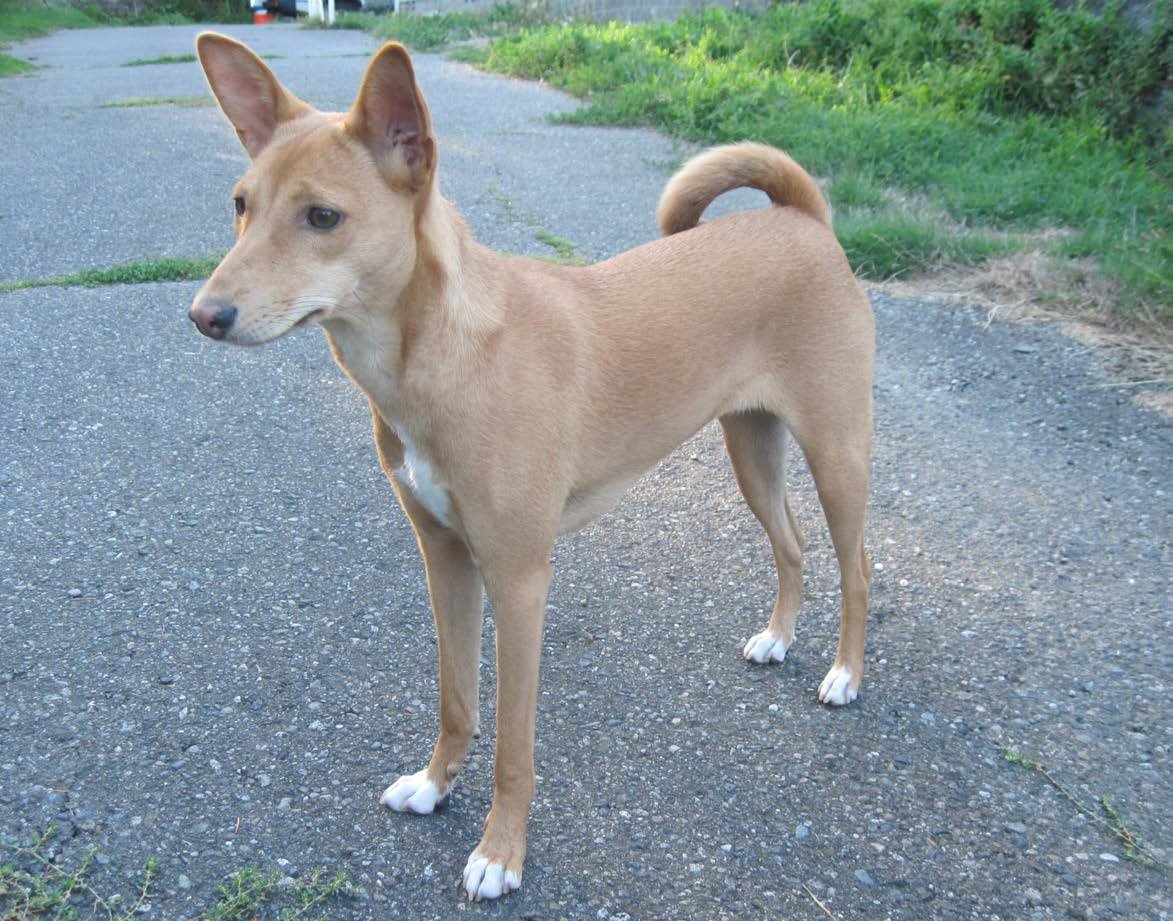 Avongara Kiri