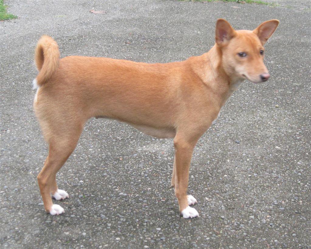 Avongara Kiri