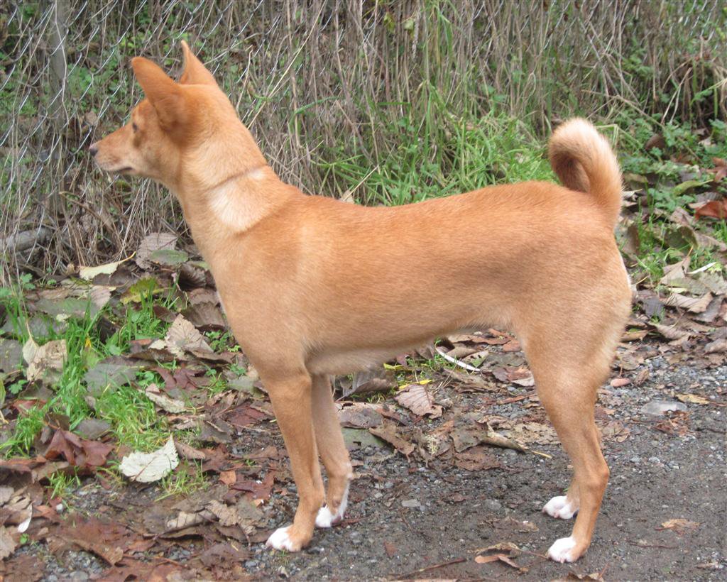 Avongara Kiri