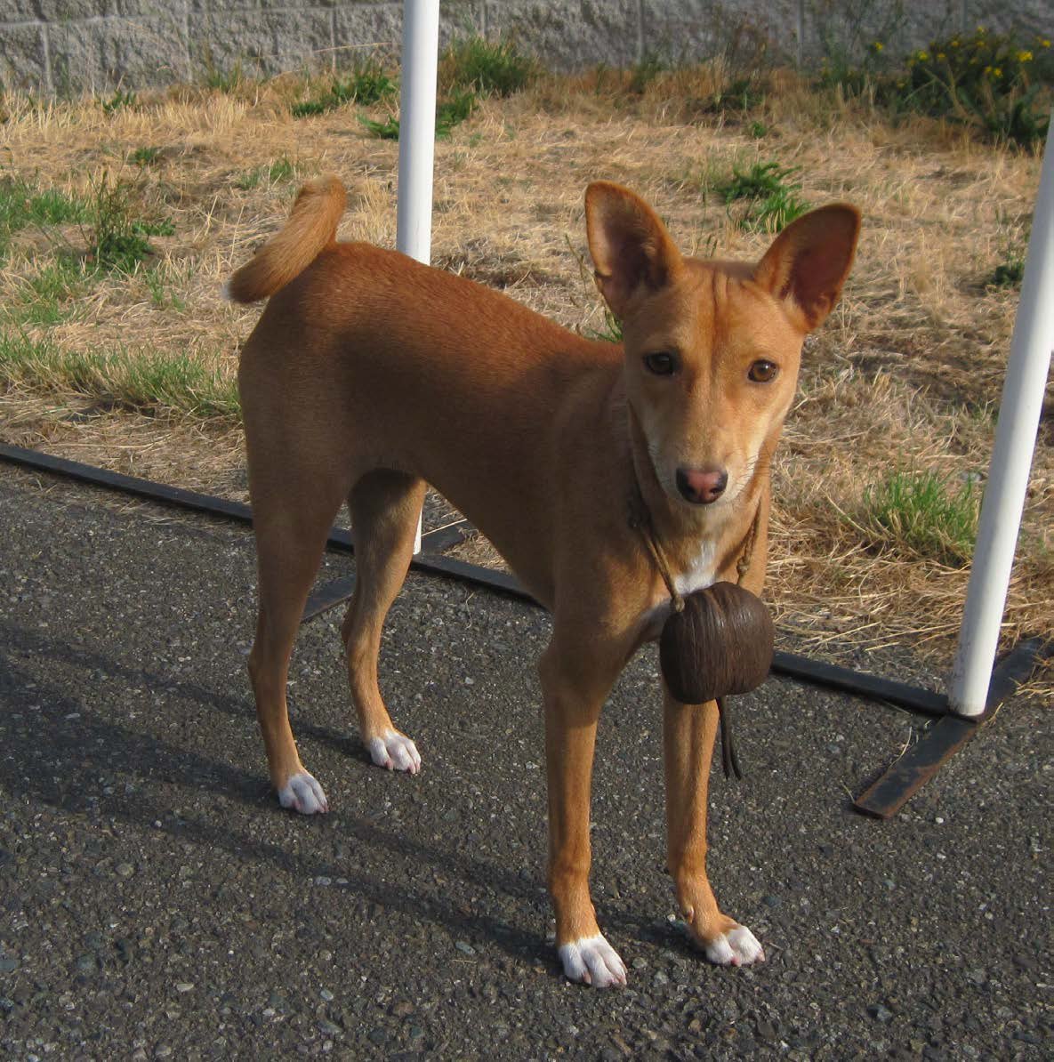 Avongara Kiri