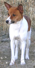 Avuvi Miflissor