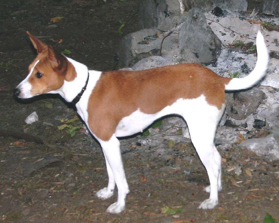Avuvi Minhoudo