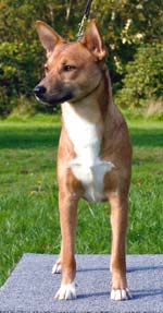 Ntomba Mosika
