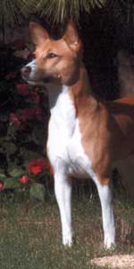 Avongara Tambura