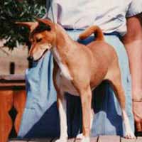Avongara K'Posi: front feet cut off