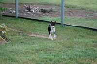Unacceptable: dog too small in frame and moving