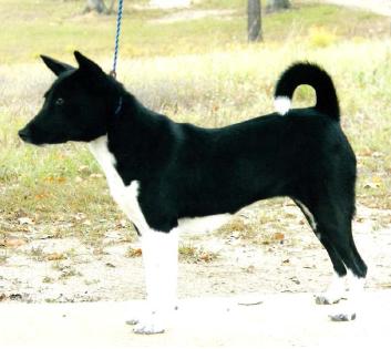 Avongara Makala