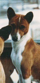 Avongara Zamee