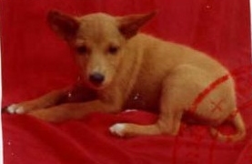 Kudo's passport photo.