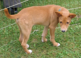 Avuvi Enagnon