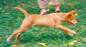 Avuvi Enagnon
