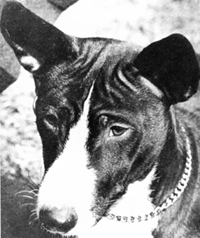 Head of Tahzu.