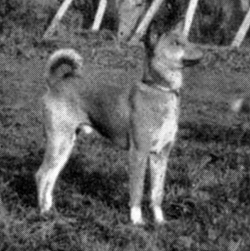 Side view of Wau.
