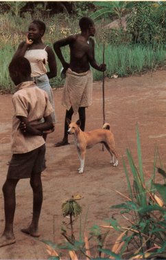 A native basenji of good type and condition