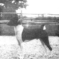 Coptokin Atlantic of The Senjies, first generation