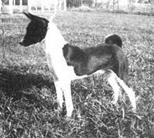 The Veldt's Black Bantu, second generation