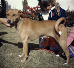 DINE', a red and white Basenji bitch imported from Monrovia, Liberia