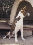 African-bred basenji standing in profile