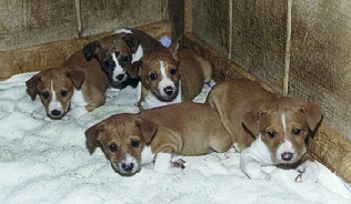 African-bred basenji puppies at play