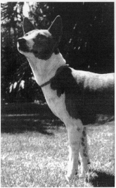 Head study of an African-bred basenji