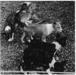 Litter of African-bred basenji puppies