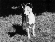 Avongara duBele by Breka, called Addie, as a young puppy