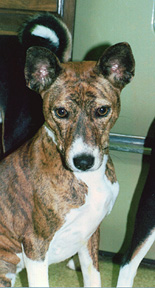 Avongara Zairienne, a brindle basenji, sitting and facing the camera