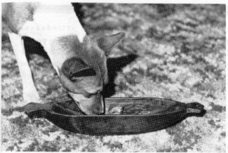A basenji eating from a carved canoe-shaped wooden dog dish