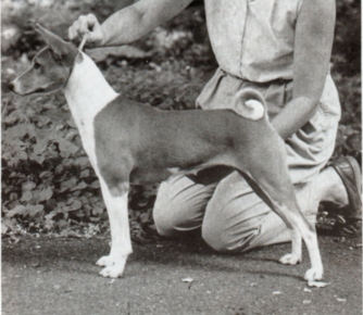A one-half new African bitch pictured at 7 months old