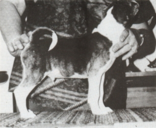 One-half new African saddle brindle puppy