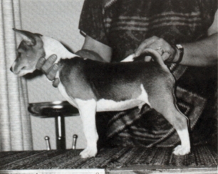 One-half new African saddled tri-color puppy