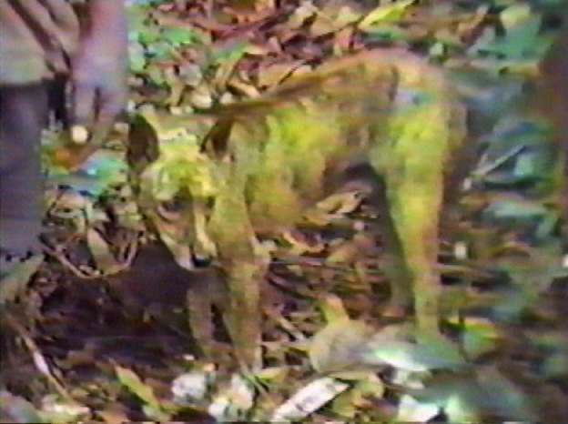 Bobi, a still frame from the 1987 video