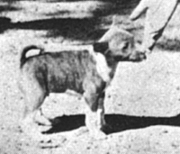 Ch. Binza of Laughing Brook, called Tiger, as a puppy in the jungle