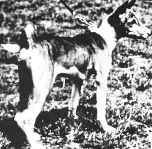Ch. Binza of Laughing Brook, called Tiger, in quarantine