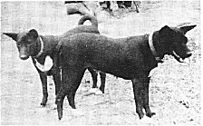 Black and white Liberian dogs photographed in 1959