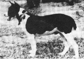 A black and white Liberian dog photographed in 1959