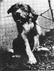 A red and white Liberian puppy from the Kru tribes, 1973