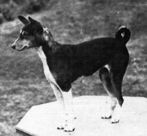 Nyanabiem, a basenji bred in South Sudan by Captain Richards