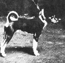 Simolo of the Congo