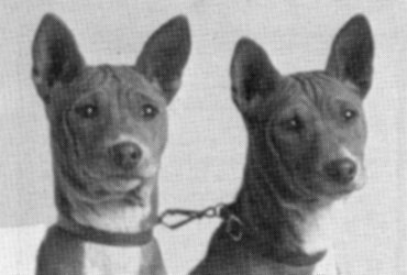 Head study of a typical basenji