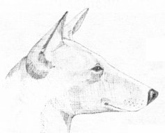 Bull-terrier type basenji head