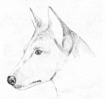 Collie type basenji head