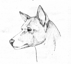 Basenji head with heavy muzzle and underjaw